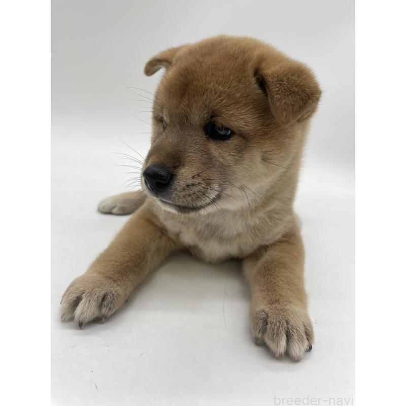 販売中の千葉県の柴犬-422108の5枚目