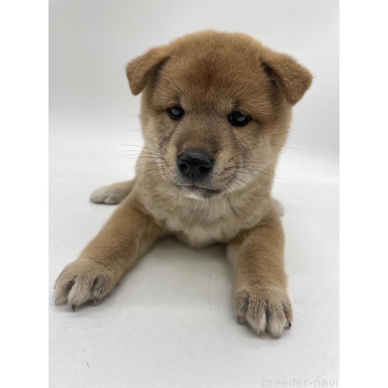 販売中の千葉県の柴犬-422108の4枚目