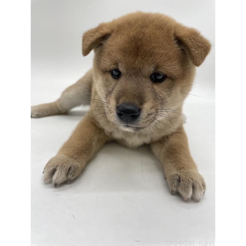 販売中の千葉県の柴犬-422108の3枚目
