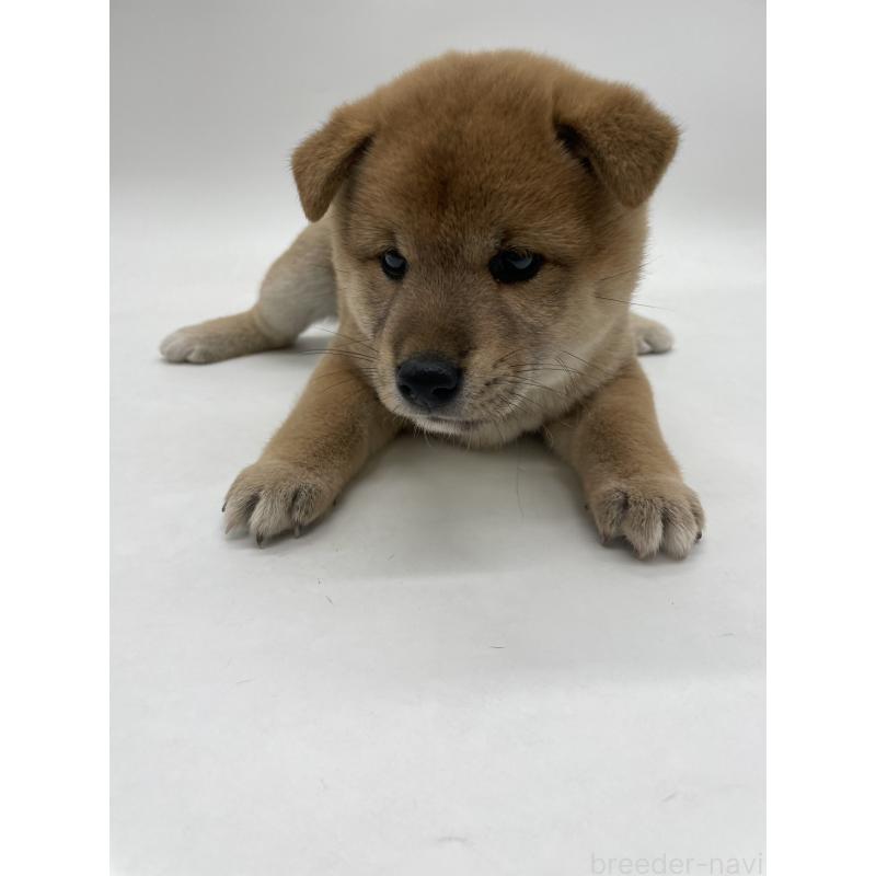 販売中の千葉県の柴犬-422108の2枚目