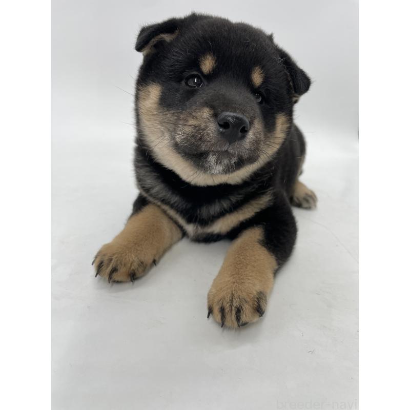 販売中の千葉県の柴犬-422110の13枚目