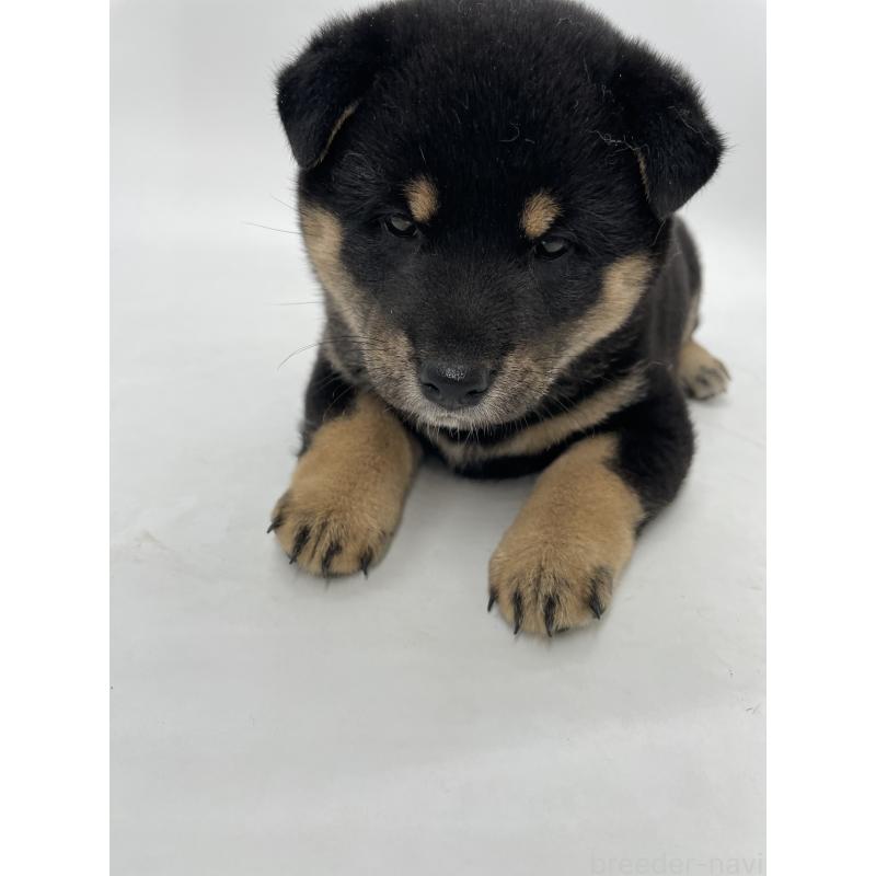 販売中の千葉県の柴犬-422110の12枚目