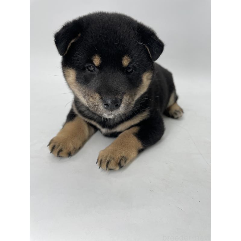 販売中の千葉県の柴犬-422110の11枚目