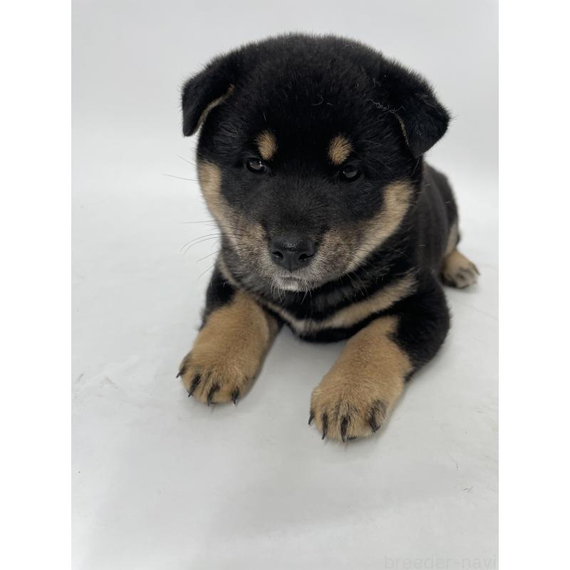 販売中の千葉県の柴犬-422110の10枚目