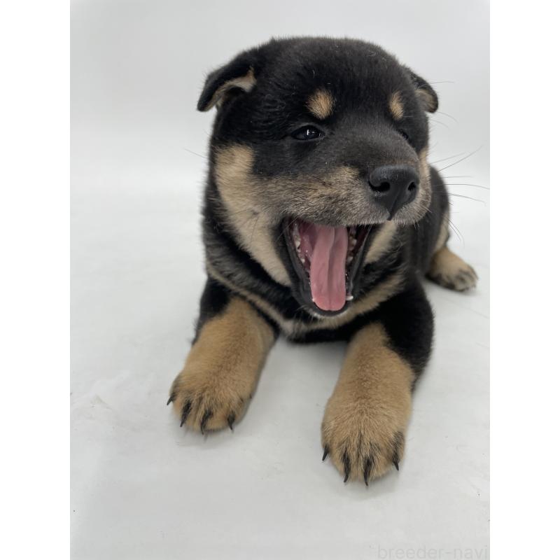 販売中の千葉県の柴犬-422110の9枚目