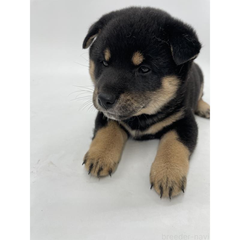 販売中の千葉県の柴犬-422110の8枚目