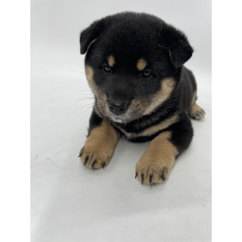 販売中の千葉県の柴犬-422110の7枚目