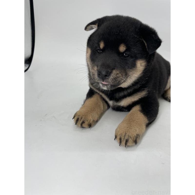 販売中の千葉県の柴犬-422110の5枚目