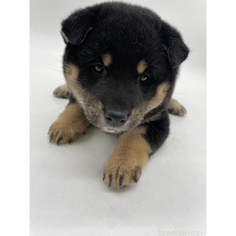 販売中の千葉県の柴犬-422110の4枚目