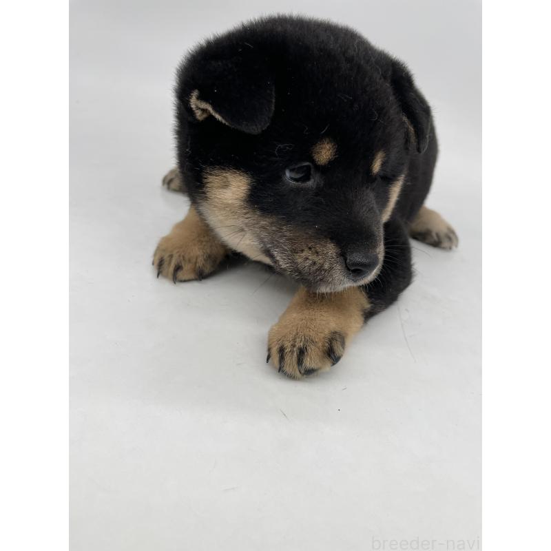 販売中の千葉県の柴犬-422110の3枚目