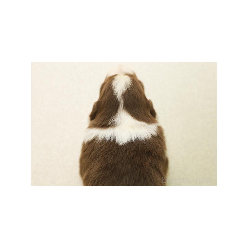 販売中の神奈川県のボーダーコリー-422117の2枚目