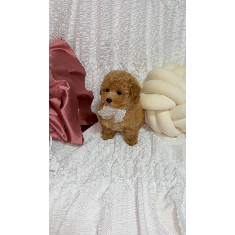 成約済の大阪府のタイニープードル-416699の3枚目