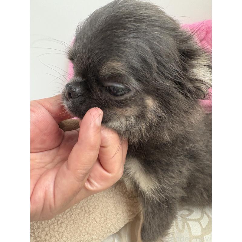 販売中の山口県のチワワ(ロングコート)-413653の4枚目