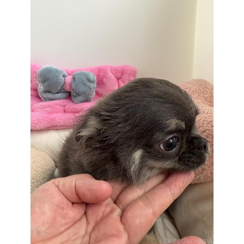 販売中の山口県のチワワ(ロングコート)-413653の3枚目