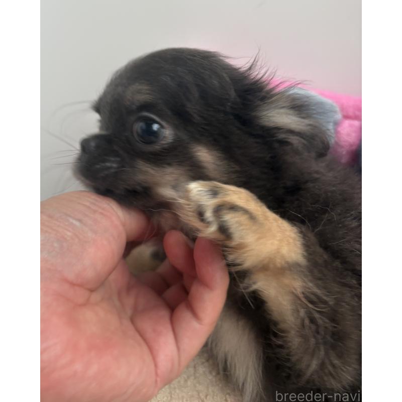 販売中の山口県のチワワ(ロングコート)-413653の2枚目