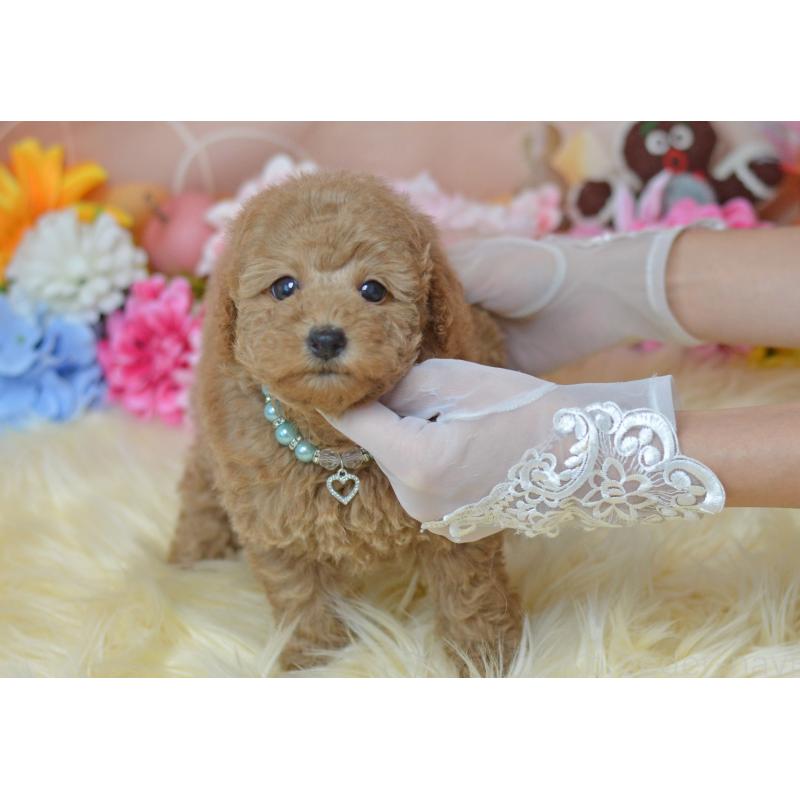 販売中の埼玉県のタイニープードル-418689の24枚目