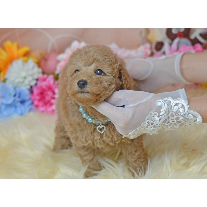 販売中の埼玉県のタイニープードル-418689の23枚目