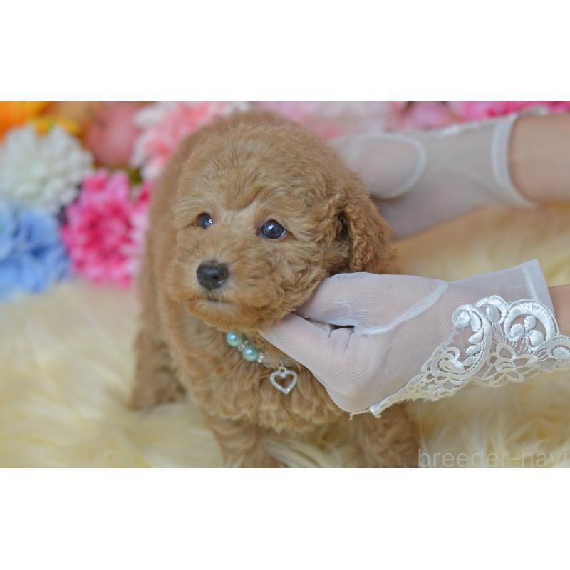 販売中の埼玉県のタイニープードル-418689の22枚目