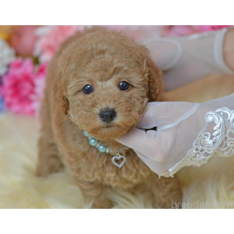 販売中の埼玉県のタイニープードル-418689の21枚目