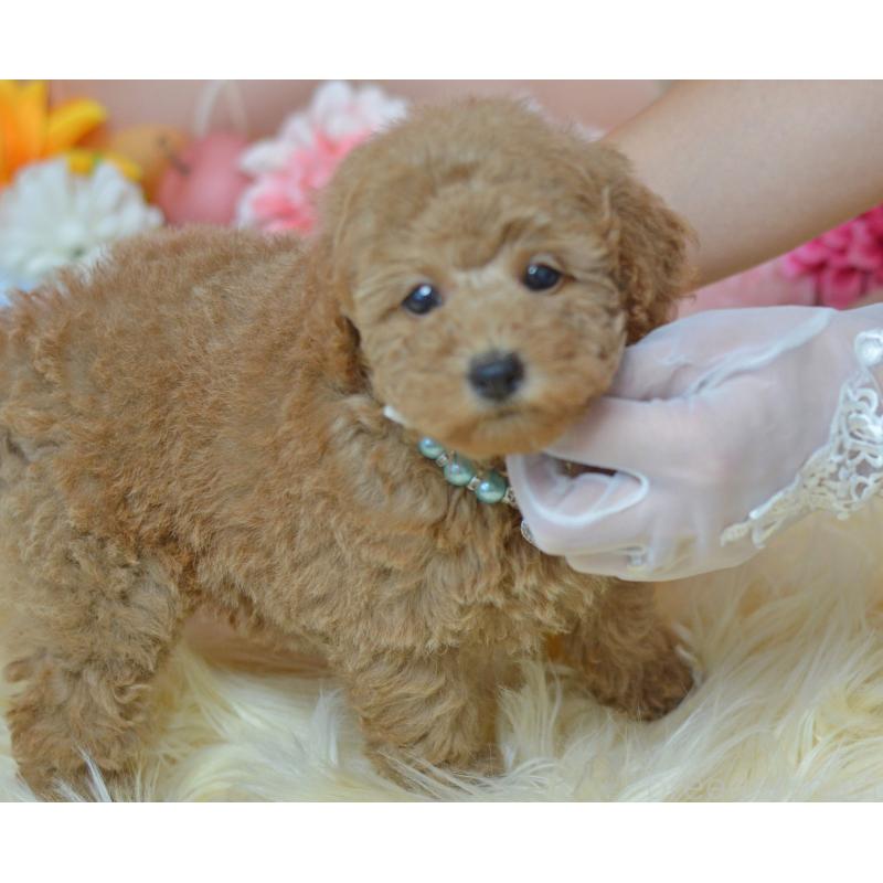 販売中の埼玉県のタイニープードル-418689の20枚目