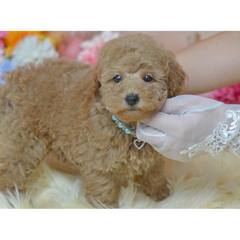 販売中の埼玉県のタイニープードル-418689の19枚目