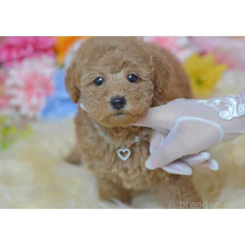 販売中の埼玉県のタイニープードル-418689の18枚目