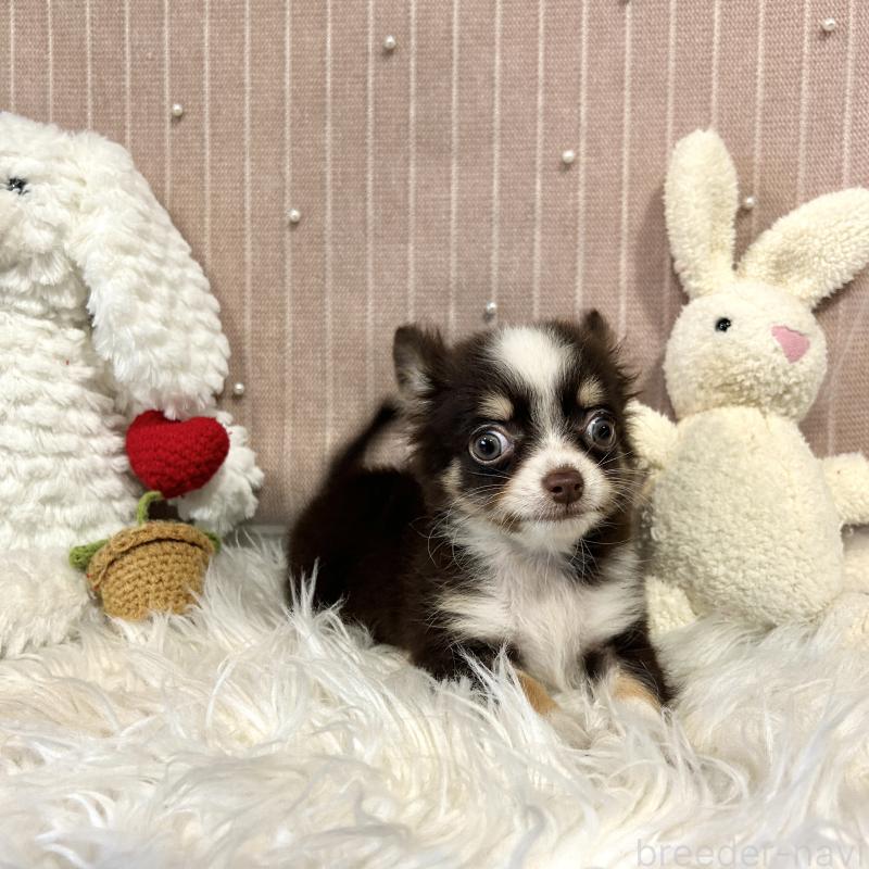 成約済の栃木県のチワワ(ロングコート)-418337の7枚目