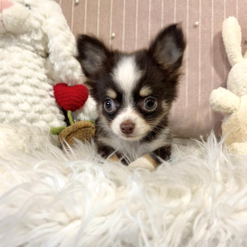 成約済の栃木県のチワワ(ロングコート)-418337の5枚目