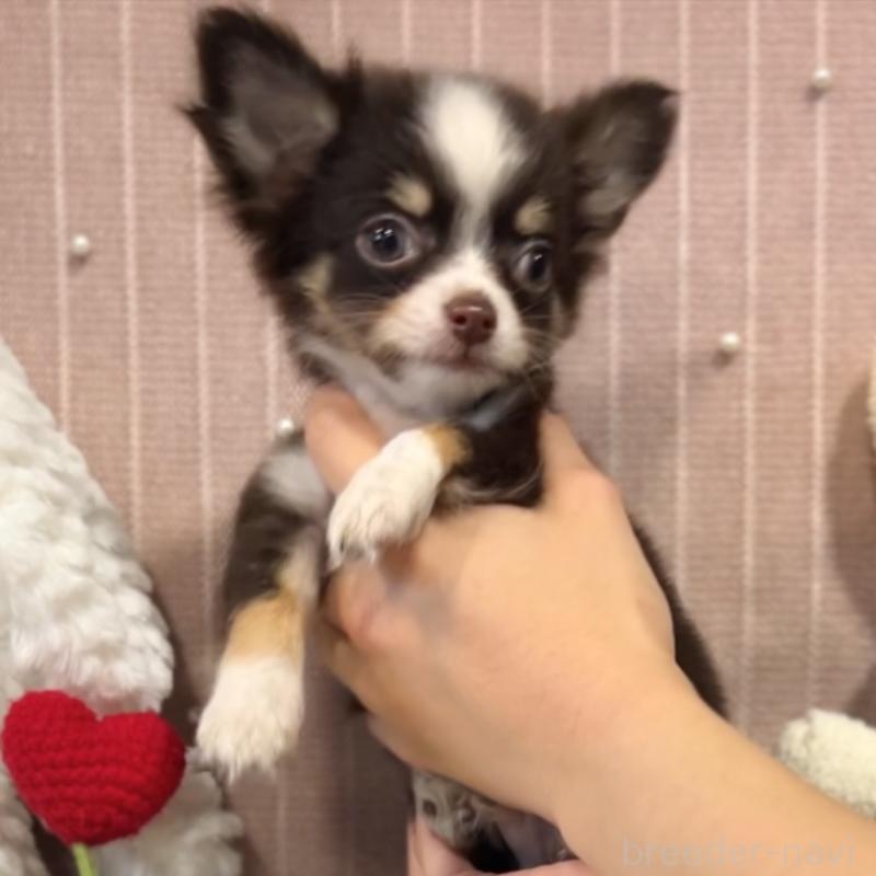 成約済の栃木県のチワワ(ロングコート)-418337の4枚目