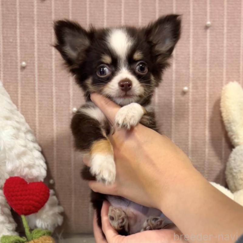 成約済の栃木県のチワワ(ロングコート)-418337の3枚目