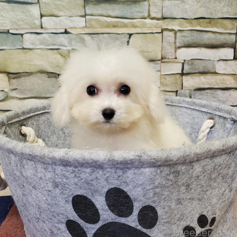 販売中の広島県のビションフリーゼ-411500