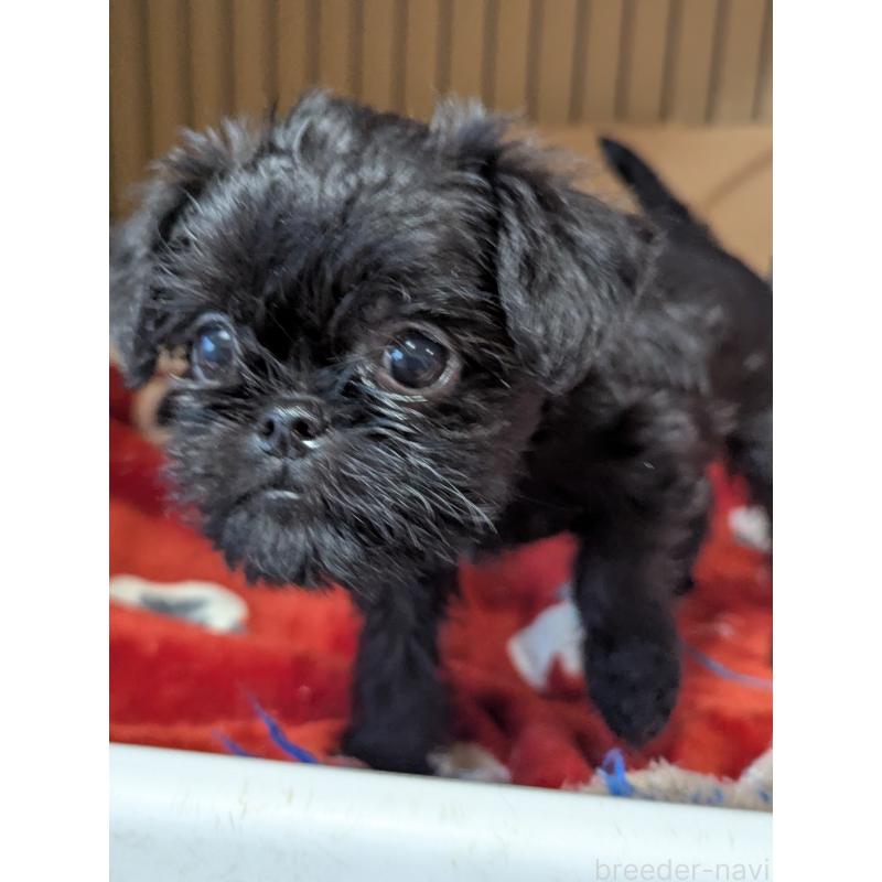 成約済の愛知県のベルジアングリフォン-418929の5枚目