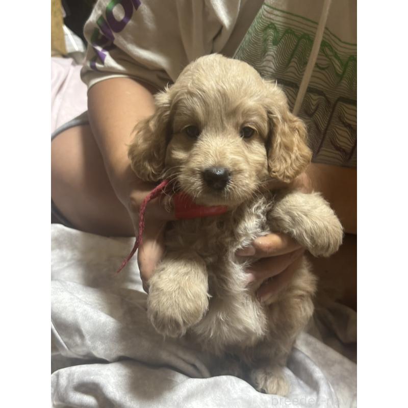 成約済の兵庫県のゴールデンドゥードル:ゴールデンレトリーバー×プードル-417671の2枚目