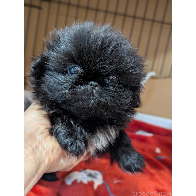 成約済の愛知県のペキニーズ-418932の4枚目