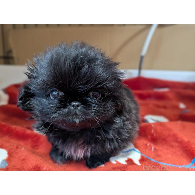 成約済の愛知県のペキニーズ-418932の3枚目