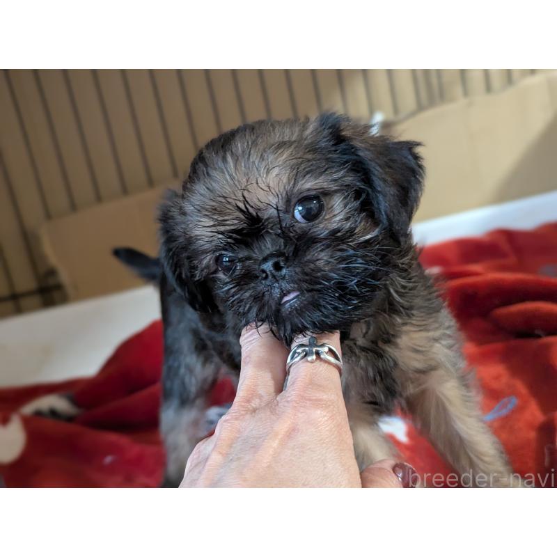 成約済の愛知県のブリュッセルグリフォン-418931の5枚目