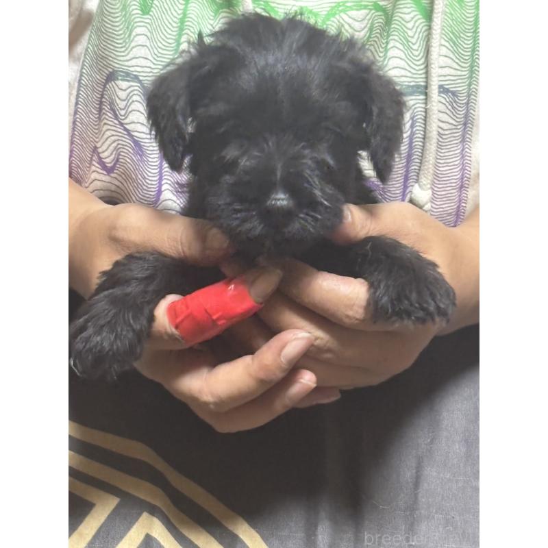 販売中の兵庫県のミニチュアシュナウザー-419099