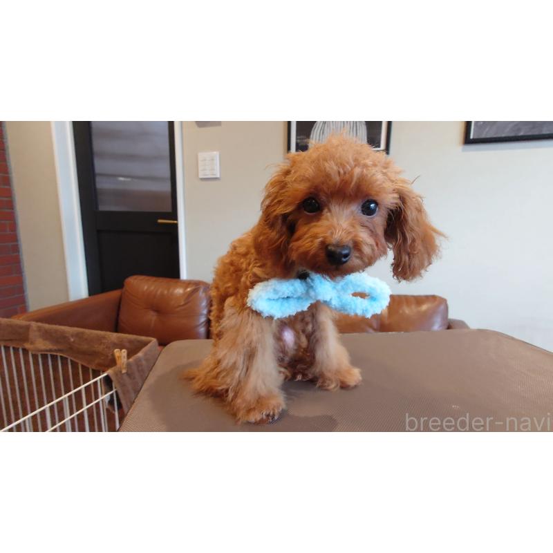 販売中の北海道のティーカッププードル-400943の3枚目