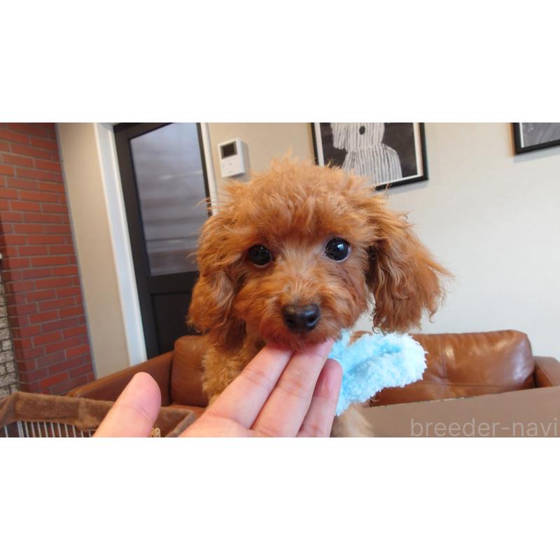 販売中の北海道のティーカッププードル-400943の2枚目