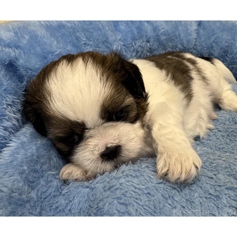 成約済の大阪府のシーズー-417942の2枚目