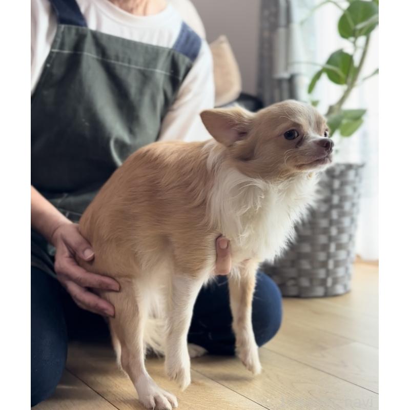 販売中の静岡県のチワワ(ロングコート)-409863の2枚目