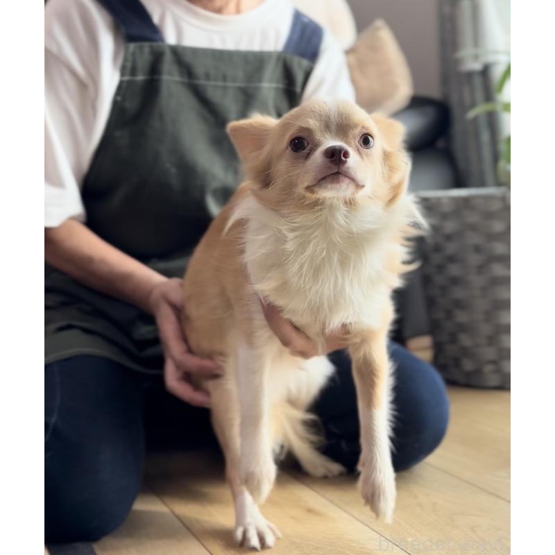 販売中の静岡県のチワワ(ロングコート)-409863の3枚目