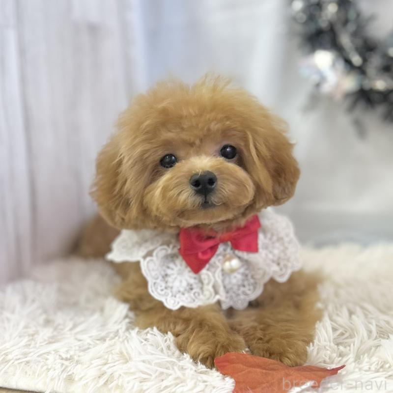 販売中の愛知県のトイプードル-394142の7枚目