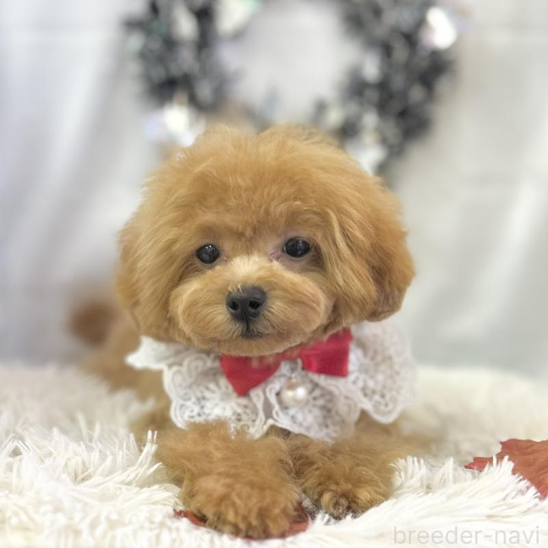 販売中の愛知県のトイプードル-394142の6枚目