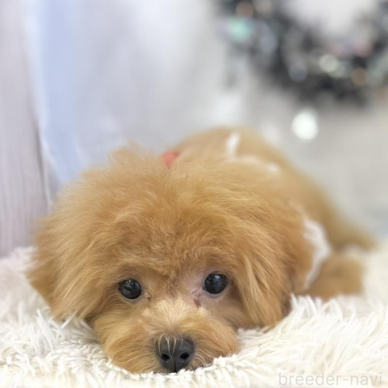 販売中の愛知県のトイプードル-394142の5枚目