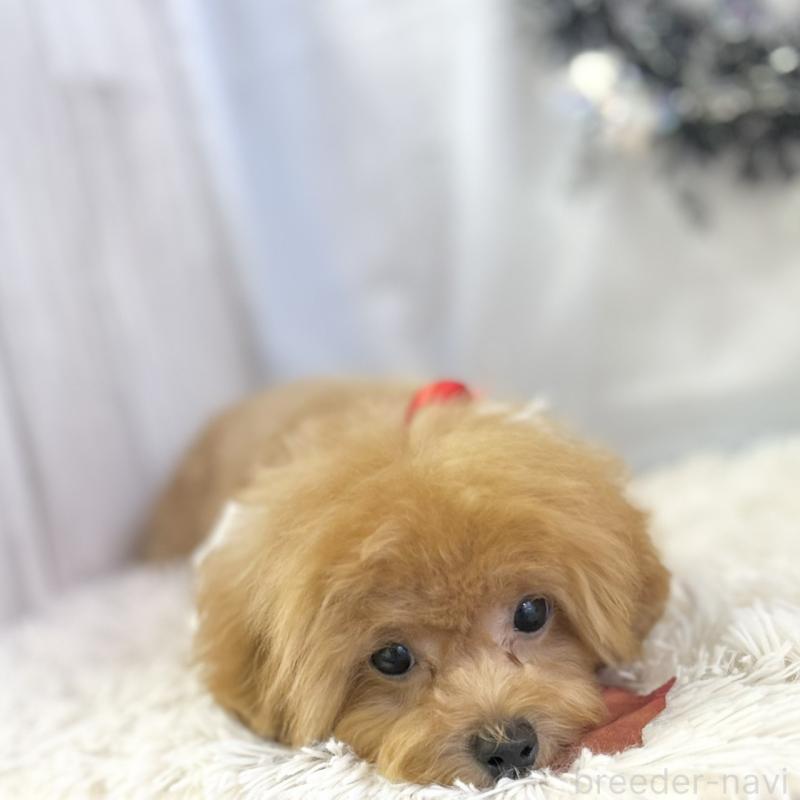 販売中の愛知県のトイプードル-394142の4枚目