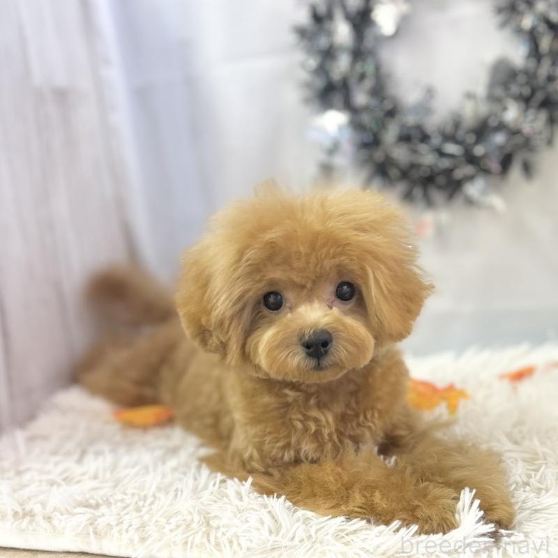 販売中の愛知県のトイプードル-394142の2枚目