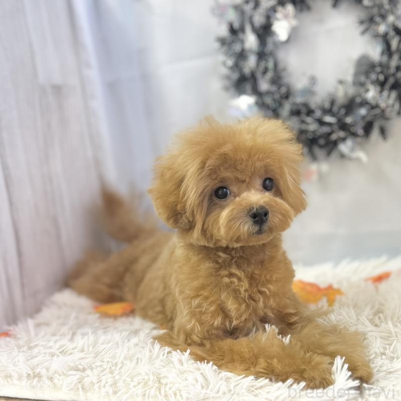 販売中の愛知県のトイプードル-394142の3枚目