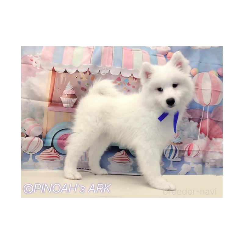 販売中の広島県のサモエド-406794の6枚目