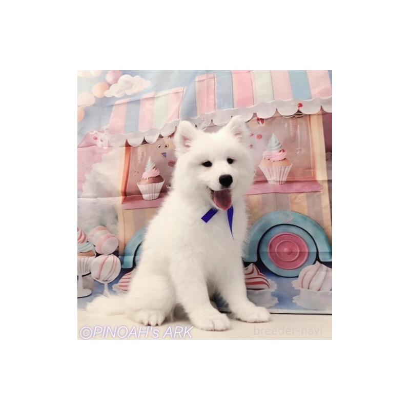 販売中の広島県のサモエド-406794の4枚目